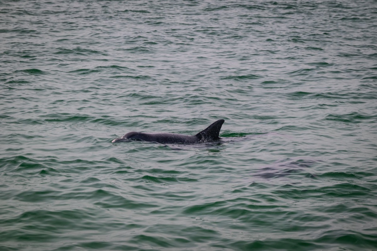 Dolphis en pleine activité près de Cancun
