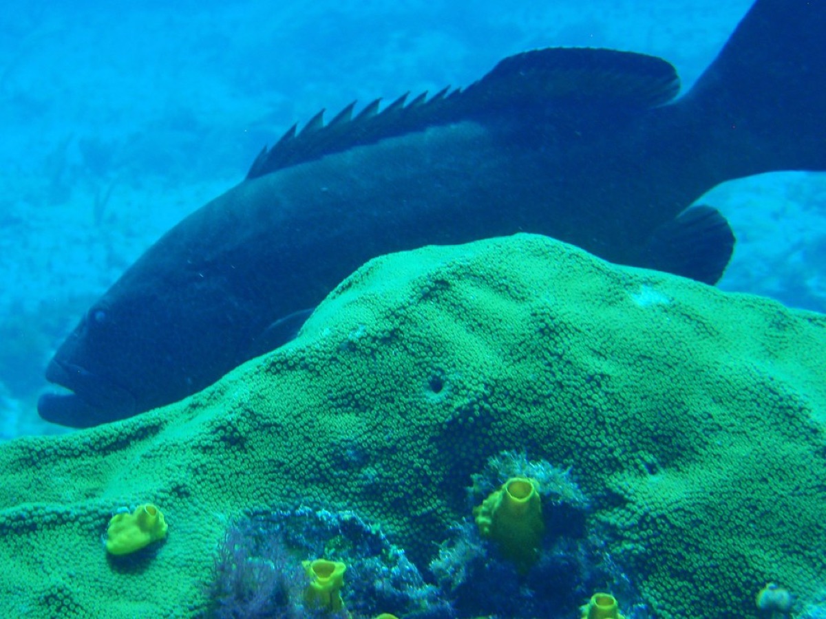 Cancun zeeexploratie met korallenreef