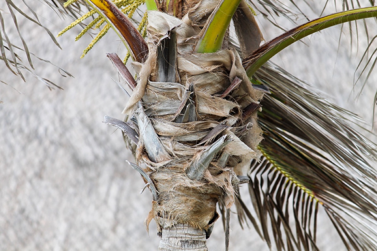 Une plage de Cancun avec des palmiers