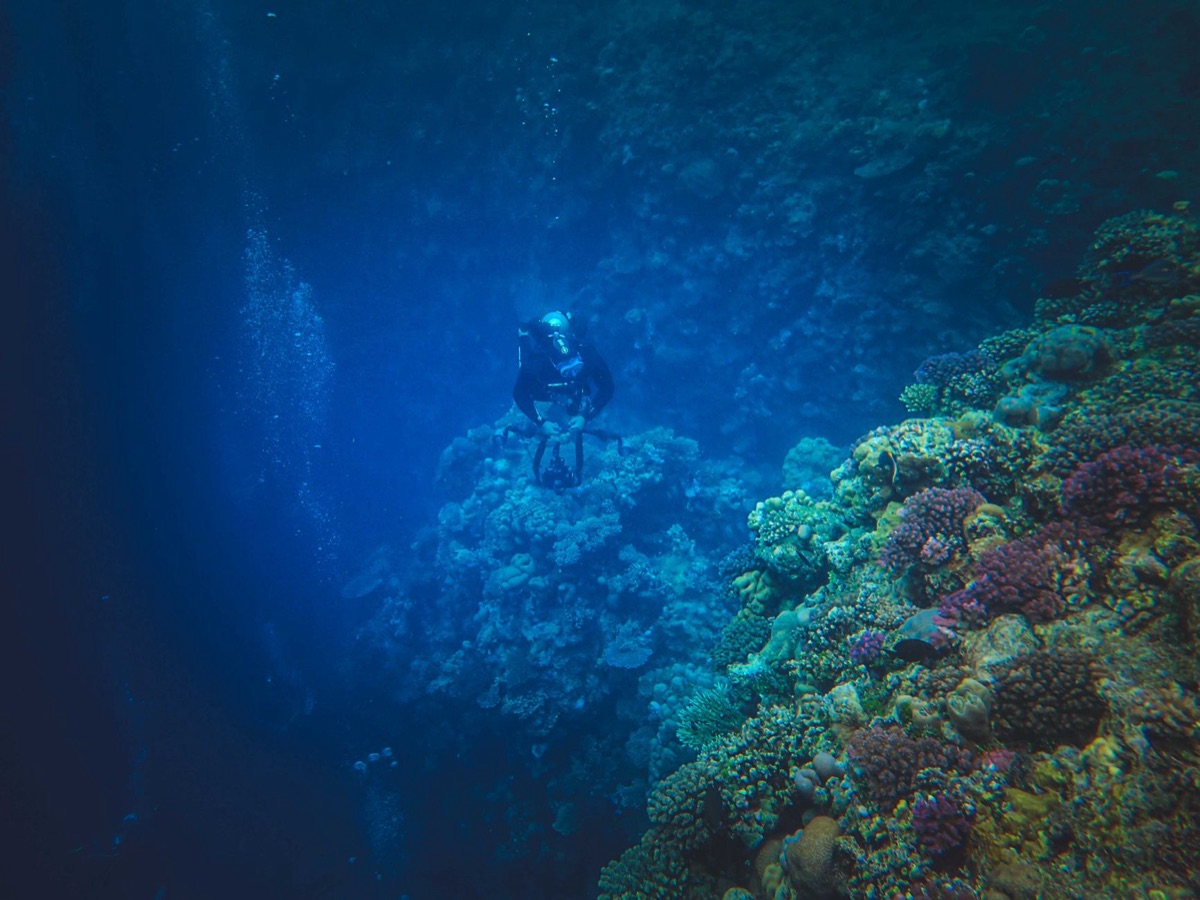 Un plongeur sous l'eau dans un cénote avec des plantes sous-marines