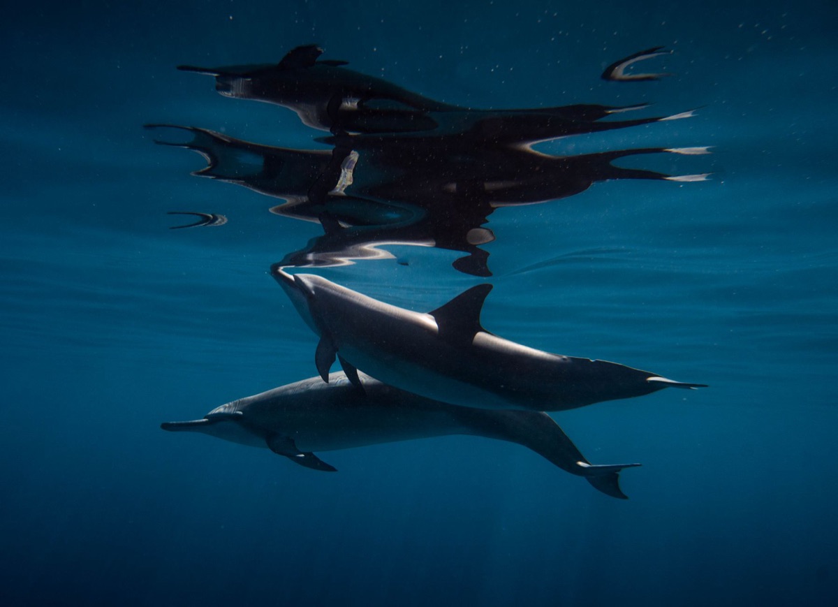 Delfin schwimmt in klarem Blauwasser