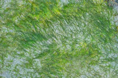 Urlaub in Mexiko: Sargassum-Risiko minimieren – Ihr Fahrplan