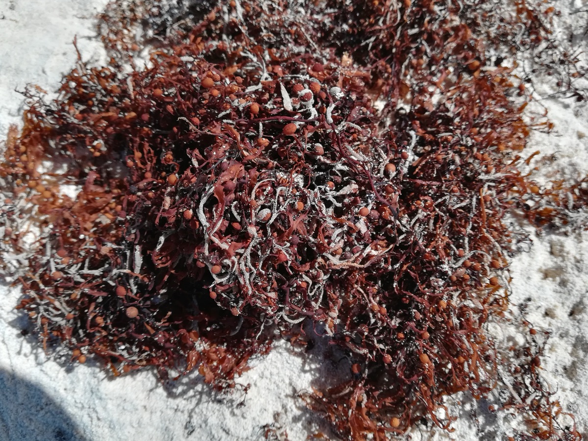 Sargassum Seaweed on Beach