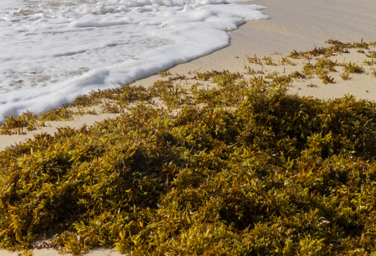 Sargassum Seaweed in Ocean