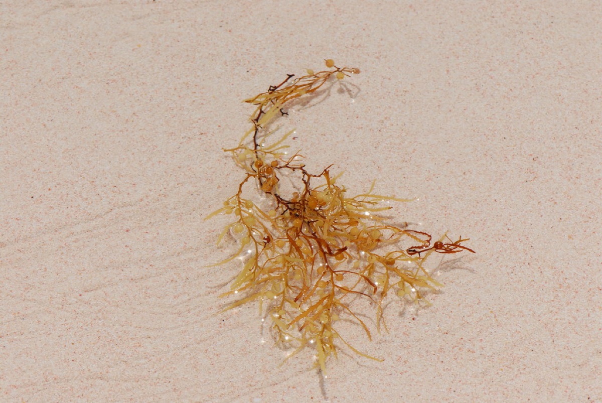 Sargassum seaweed on white sand beach