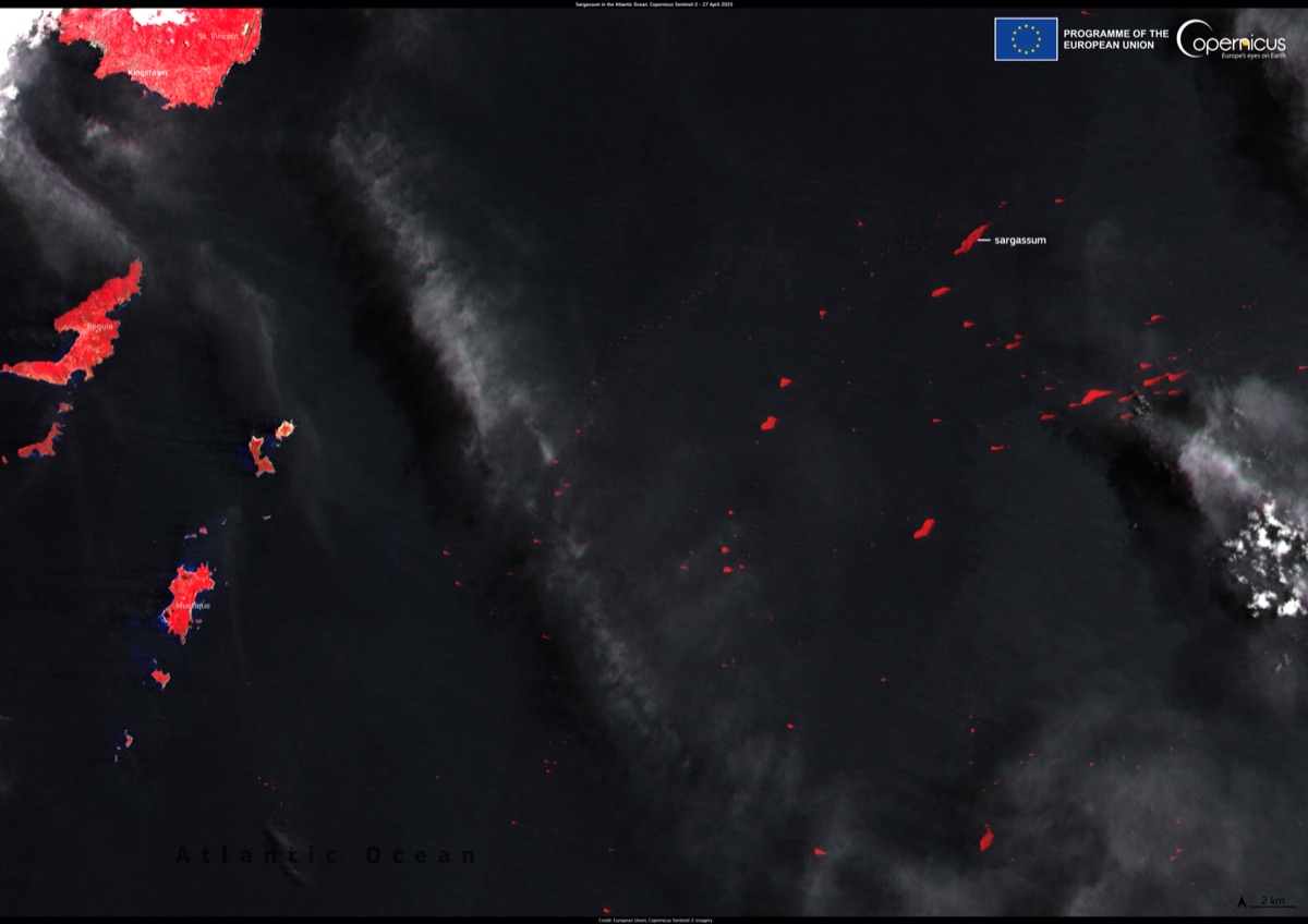 Alga sargassum en el océano