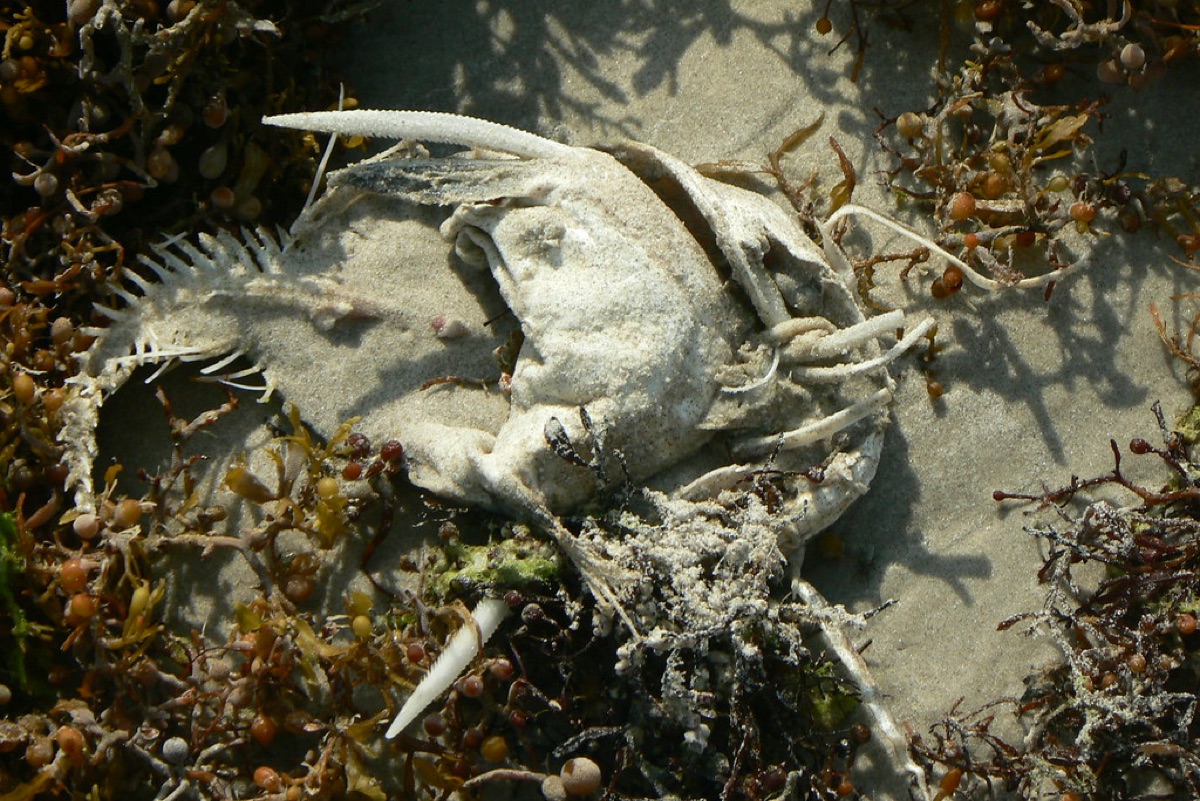Playa con algas sargassum