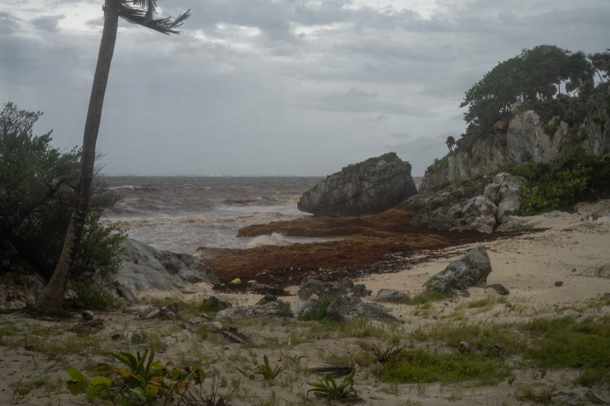 Algae marine flottant dans l'océan
