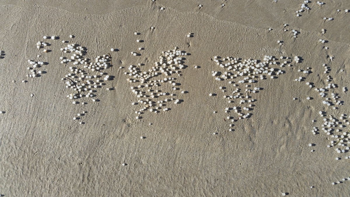 Alga Sargassum su spiaggia