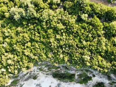サルガッスム発生期を乗り切る！カンクン旅行の賢い過ごし方