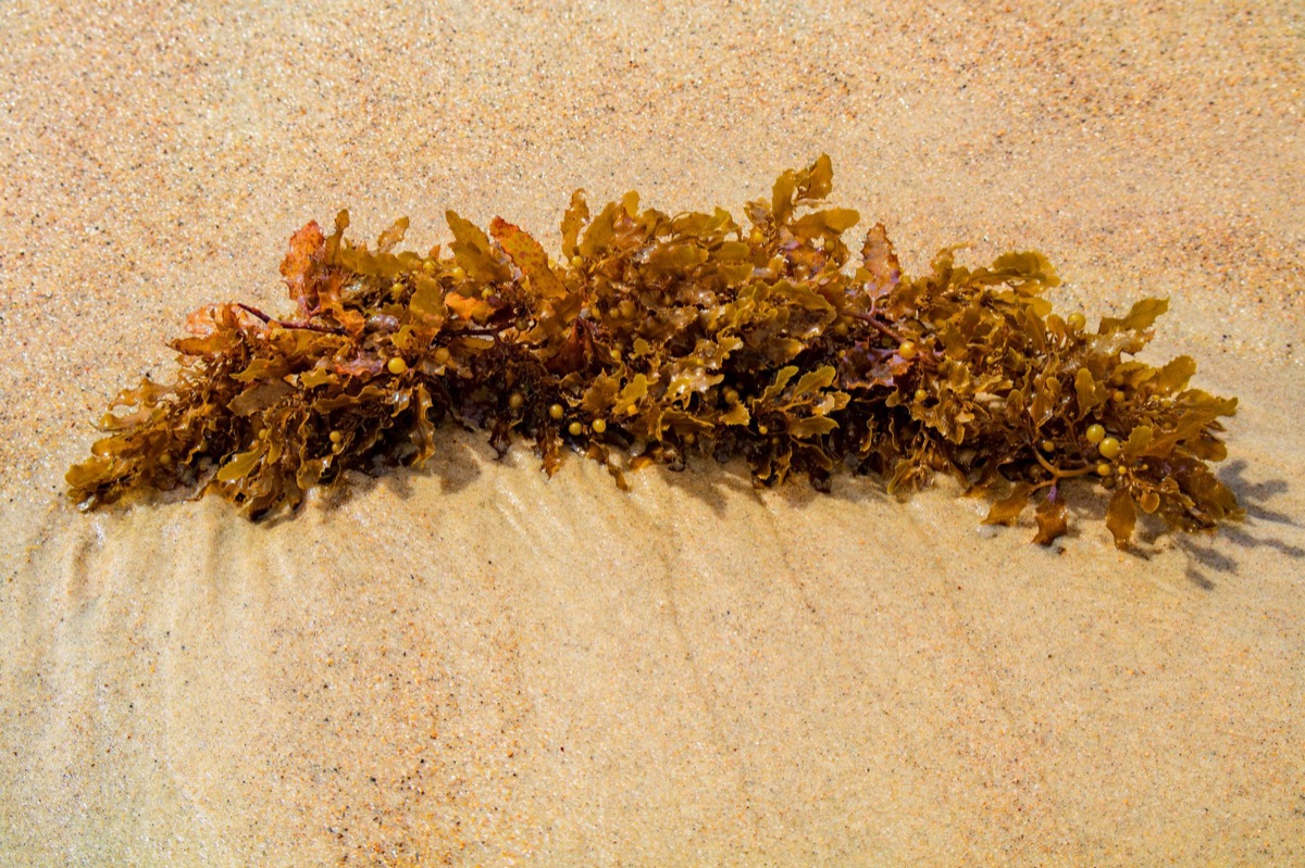 Zand met zeebloem verwijdering