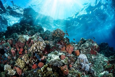 Sargassum Bloom: Expert Swim Guide for Cancun Vacationers