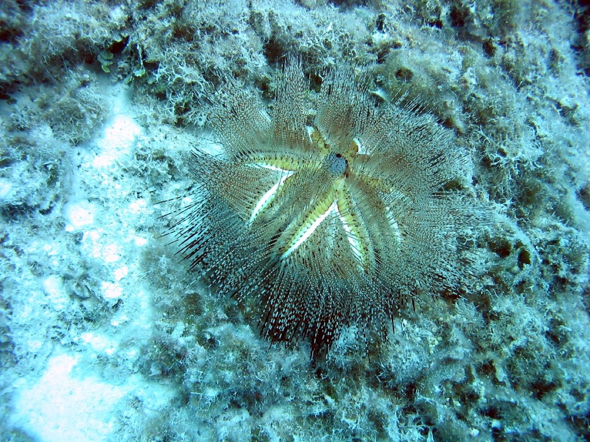 Sea urchin in coral reef environment