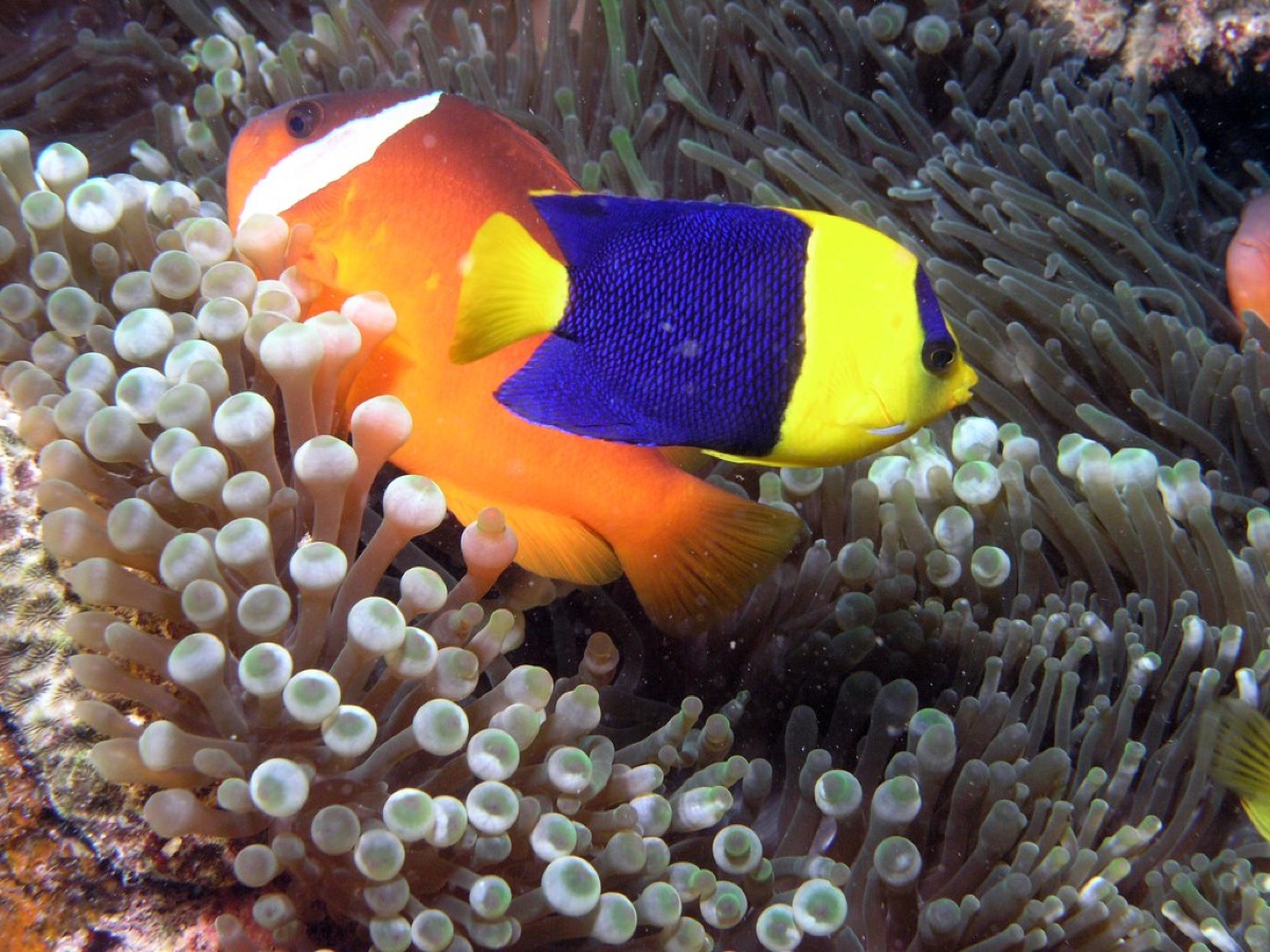 Coral reef with fish and anemones