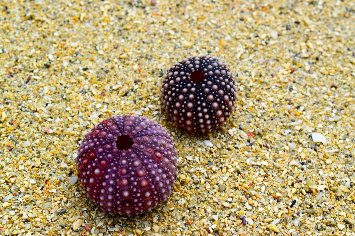 Champignon de mer et cœurs de mer sur une plage de Cancun