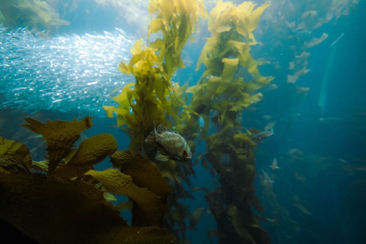 Saragasso seaweed compared to other seaweeds
