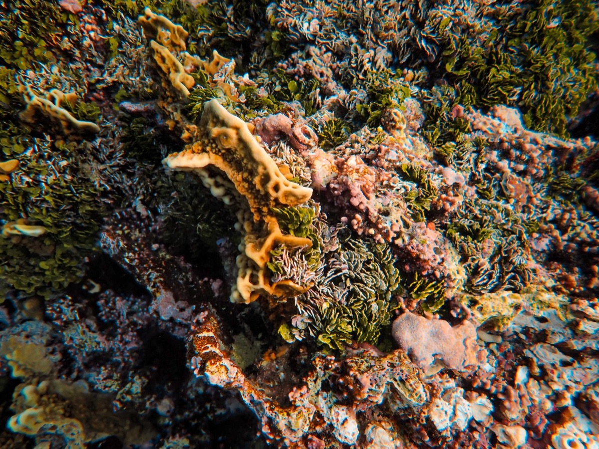 熱帯海草の比較