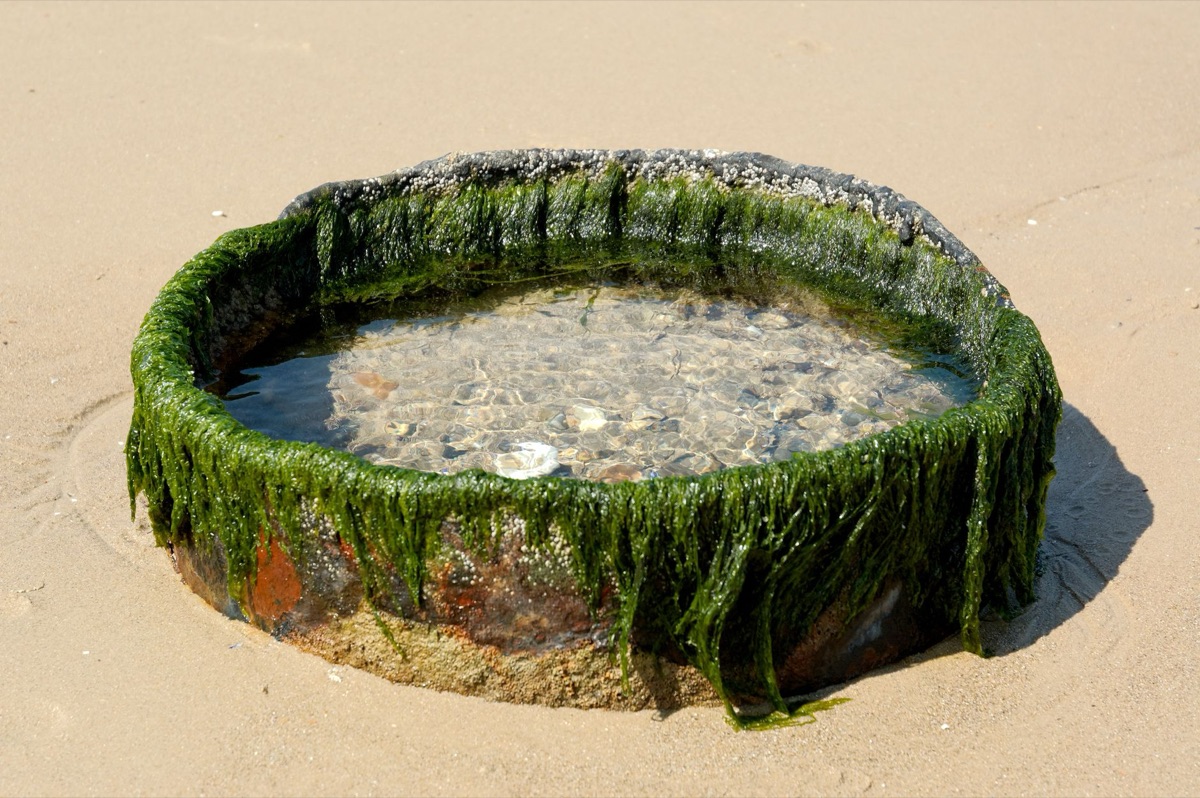algas frescas em cesto de areia