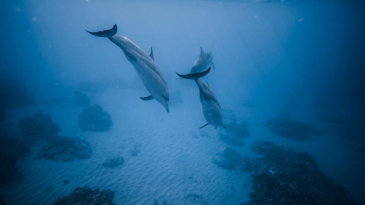 Delfin im Wasser mit Taucher