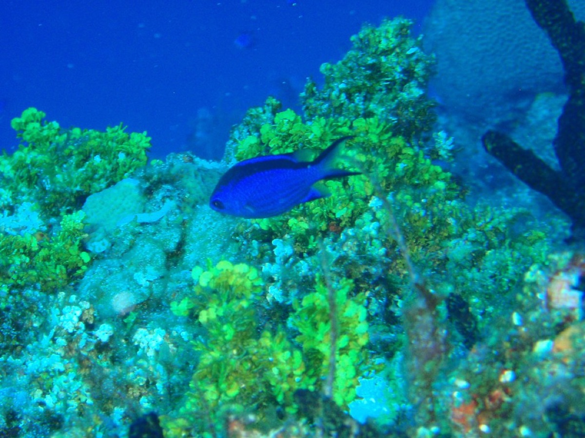 snorkeling in Cancun with coral reef