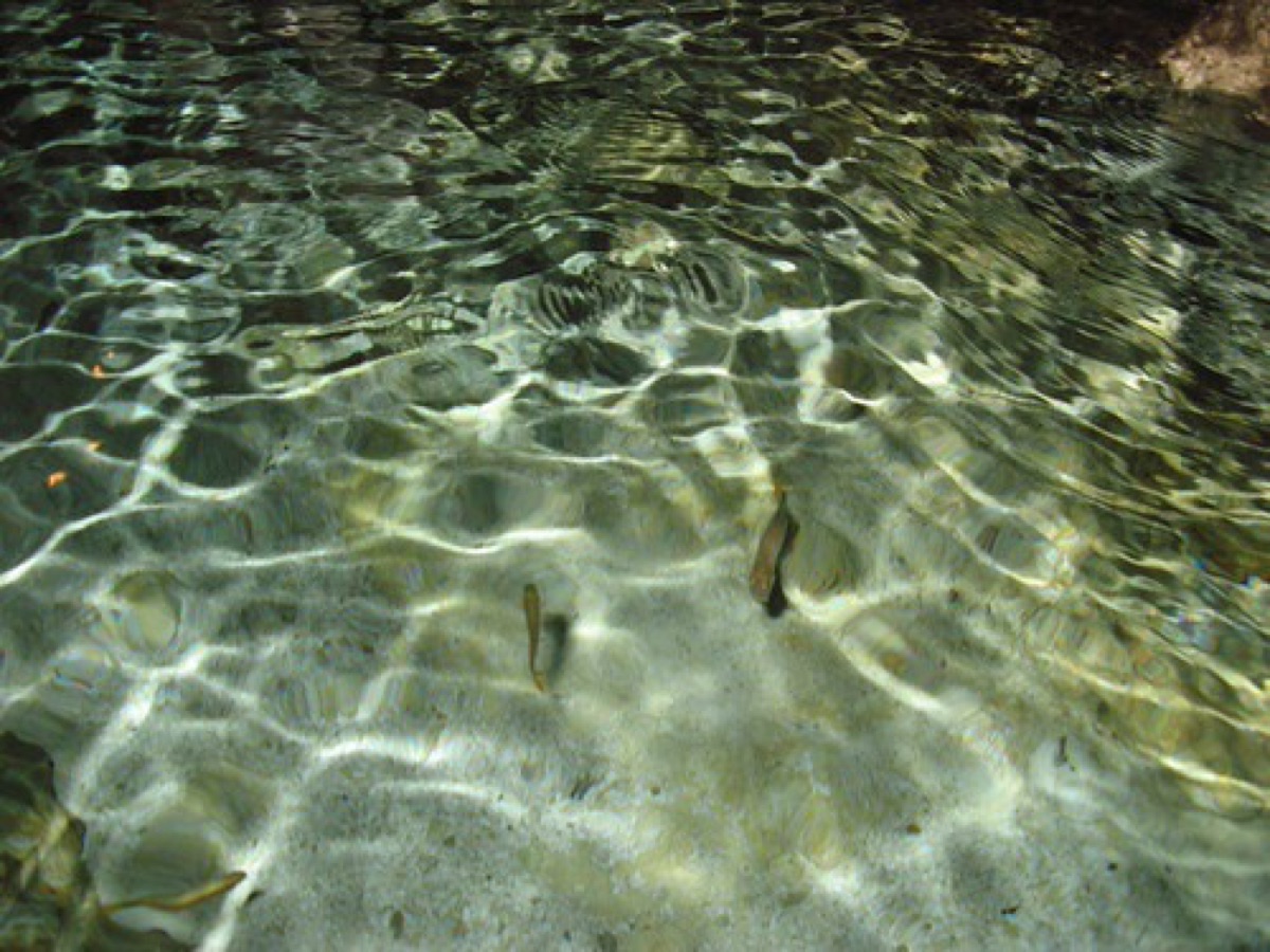 Cenote with turquoise water and surrounding jungle