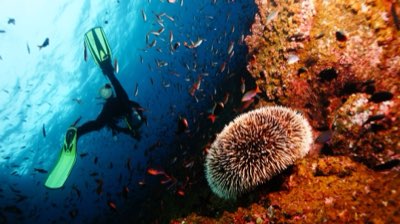 Cancún trotz Algenblüte: So planen Sie Ihren Traumurlaub