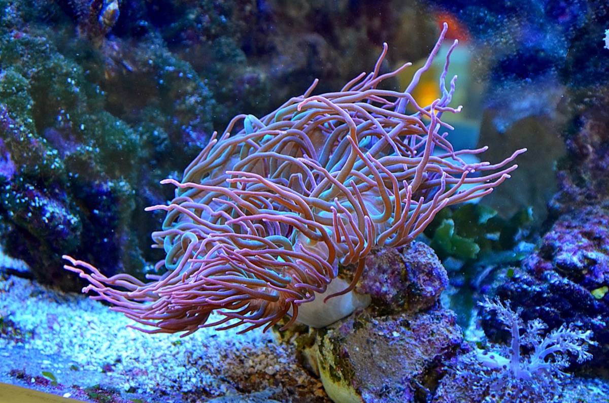 Close-up of a colorful sea anemone in Saragasso's coral reef
