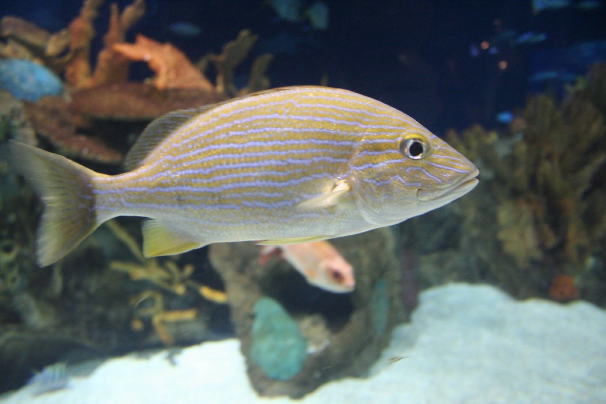 Coral reef with fish