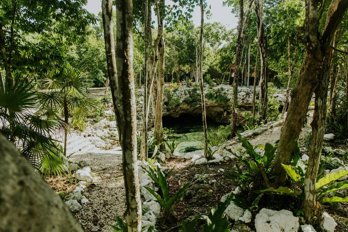 Discover a hidden cenote surrounded by lush jungle trees and foliage.