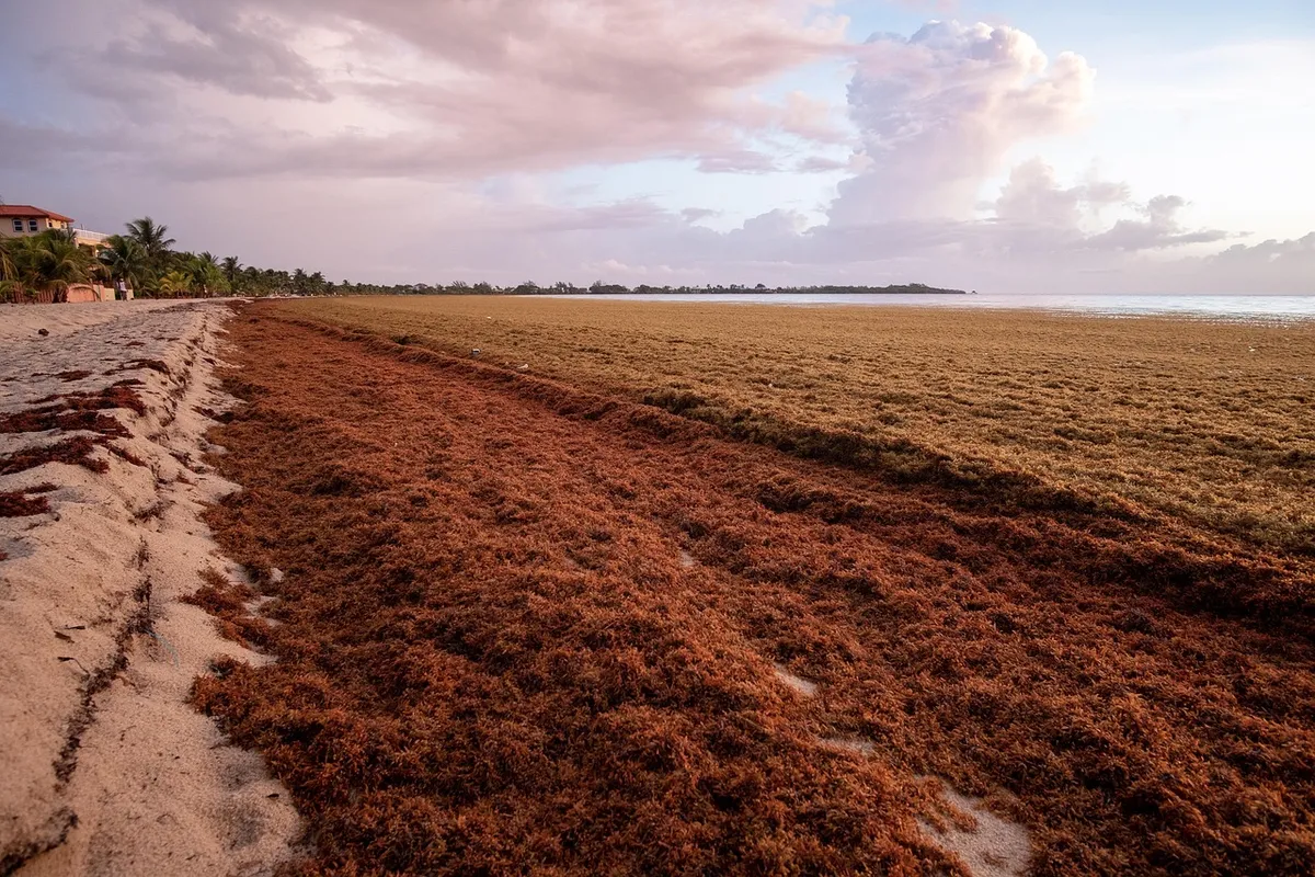 belize, sargassum, nature, beach