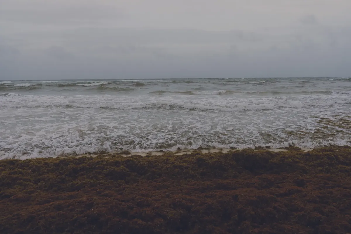 Tranquil scene of ocean waves gently hitting a seaweed-covered shore under a cloudy sky.
